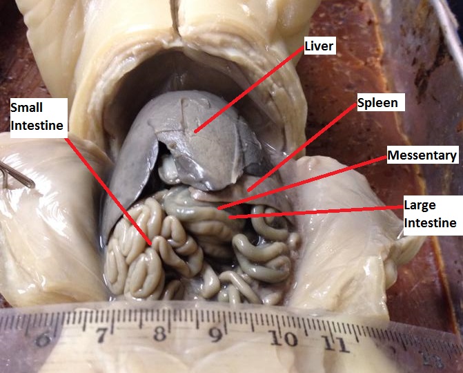 Digestive System - Fetal Pig Dissection