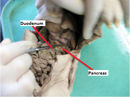 Endocrine System - Fetal Pig Dissection
